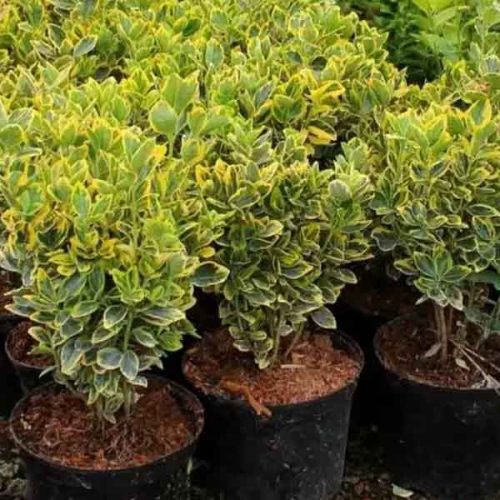 Euonymus japonicus